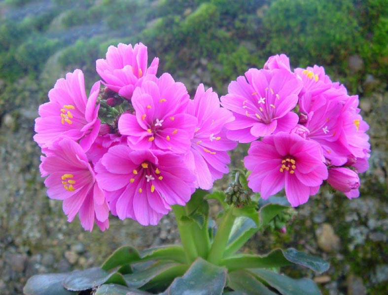 Lewisia cotyledon photo